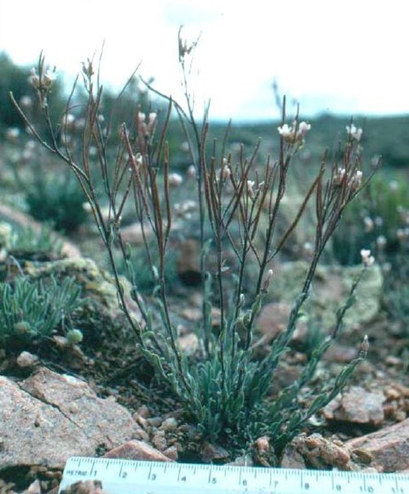 Crandall's Rockcress photo 2