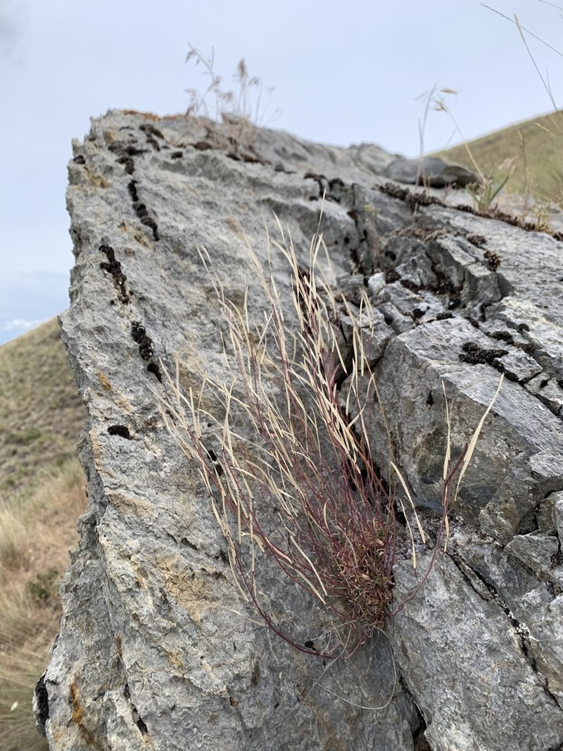 Wetsoil Rockcress photo 2