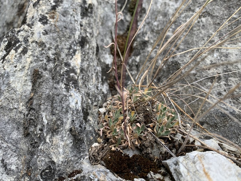 Wetsoil Rockcress photo 3