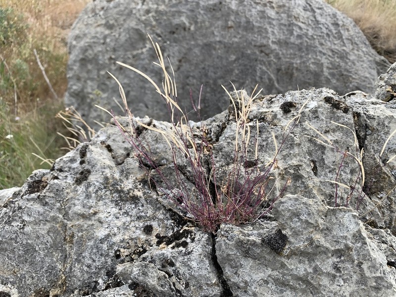 Wetsoil Rockcress photo 4