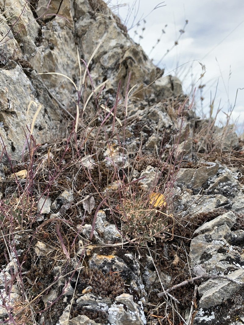 Wetsoil Rockcress photo 5