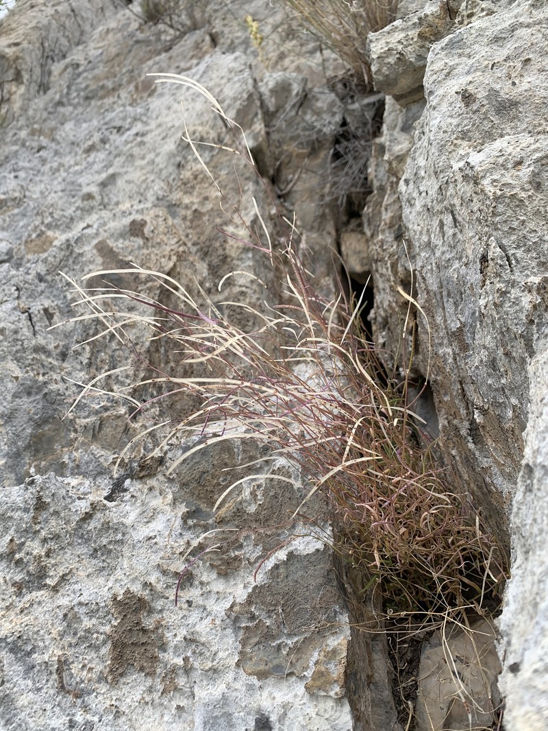 Wetsoil Rockcress photo 6