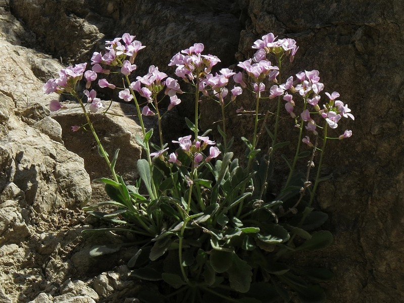 Arabis cypria