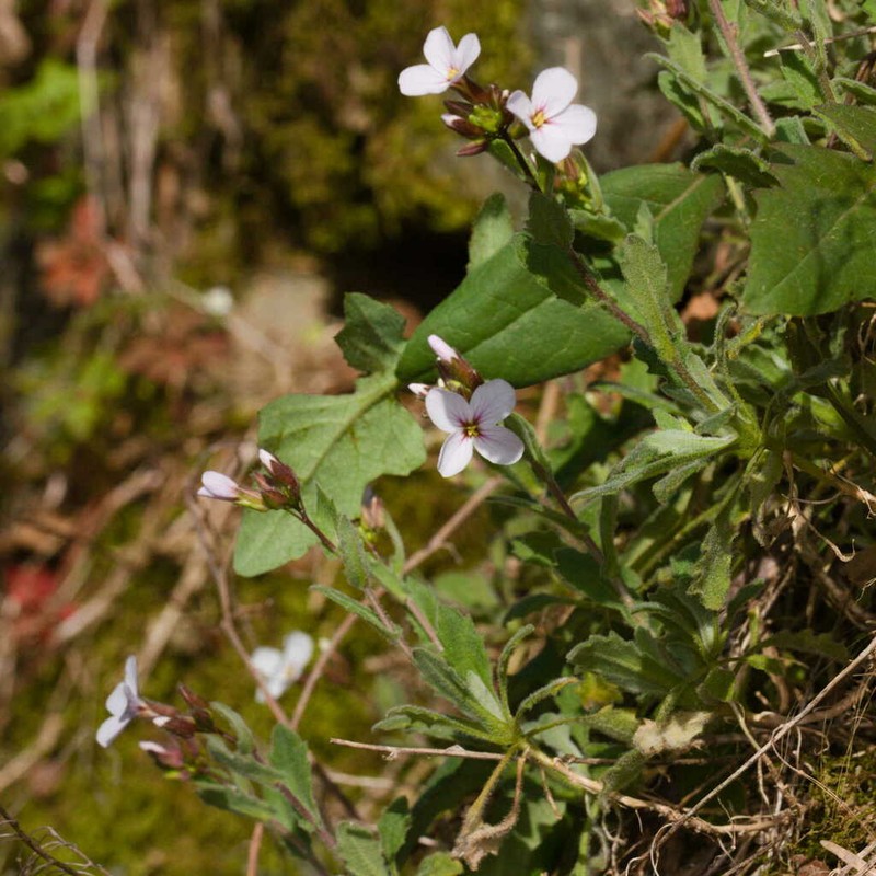 Arabis cypria photo 2