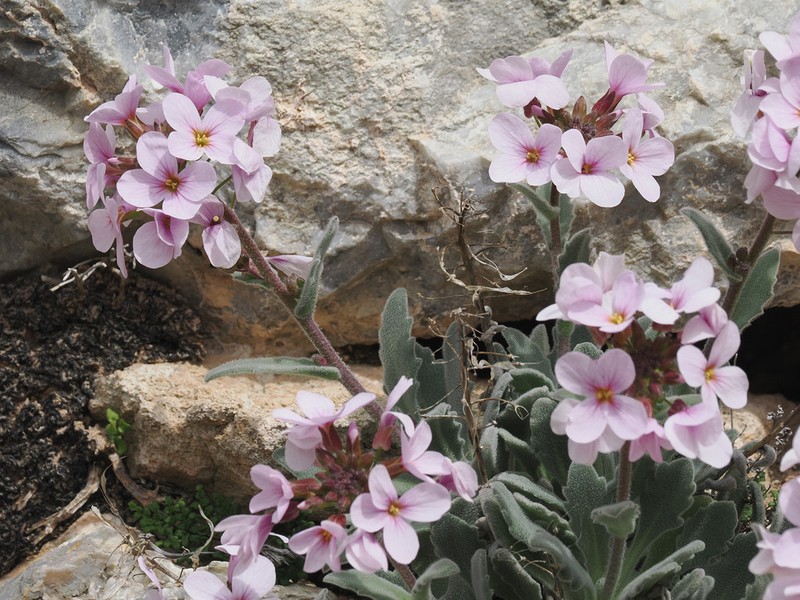 Arabis cypria photo 3