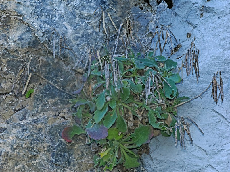 Arabis cypria photo 4