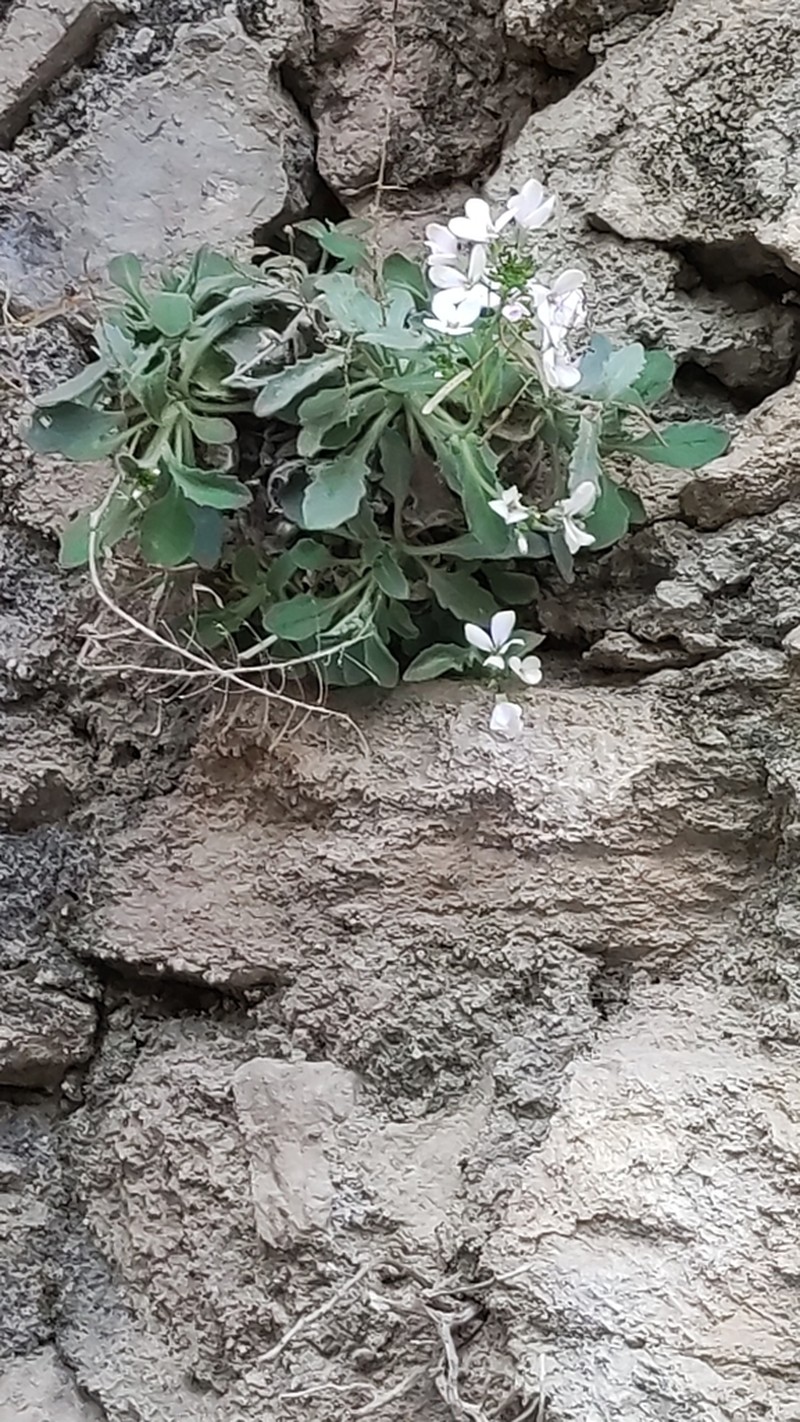 Arabis cypria photo 5