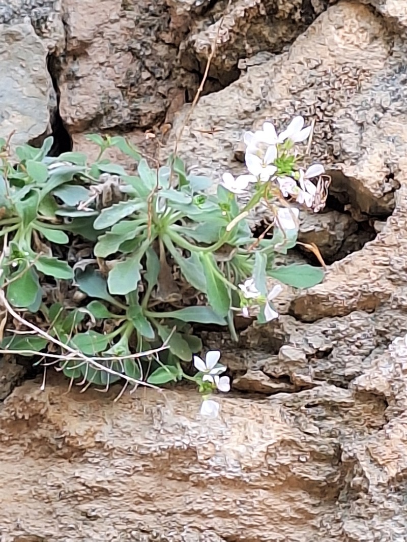 Arabis cypria photo 6