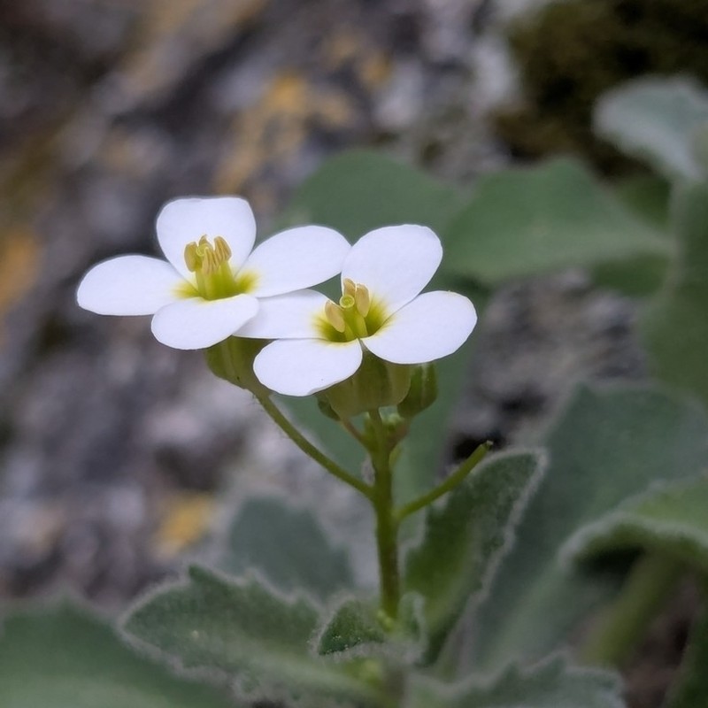 Arabis cypria photo 7