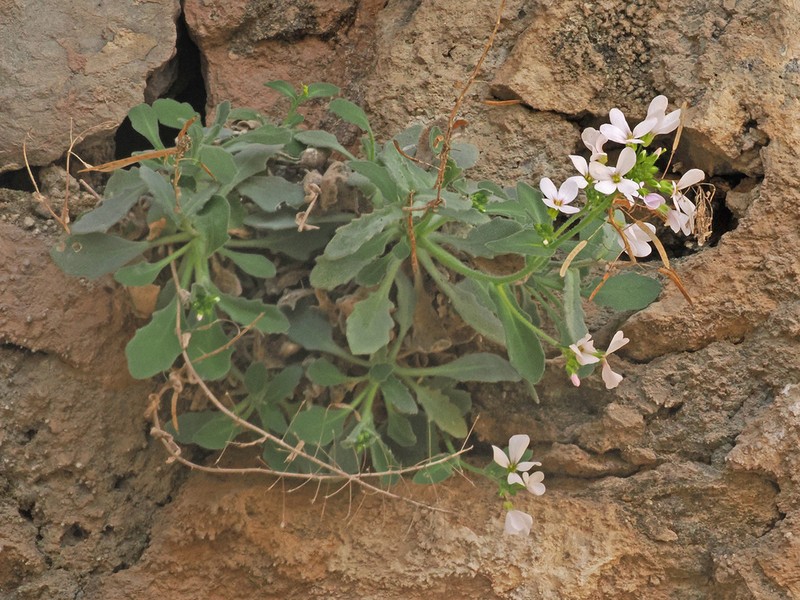 Arabis cypria photo 8