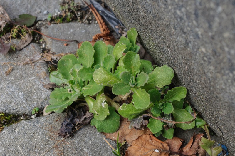 Arabis dolichothrix photo 4
