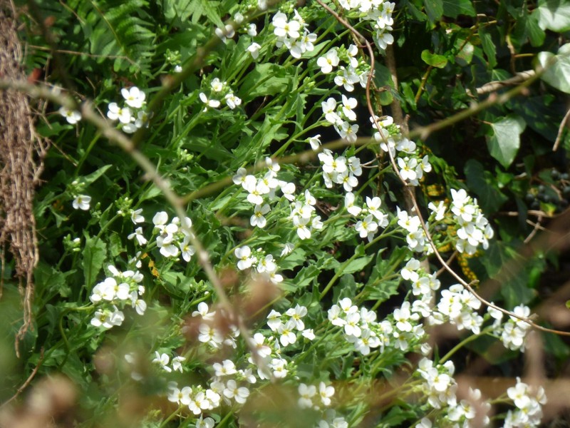 Arabis dolichothrix photo 5