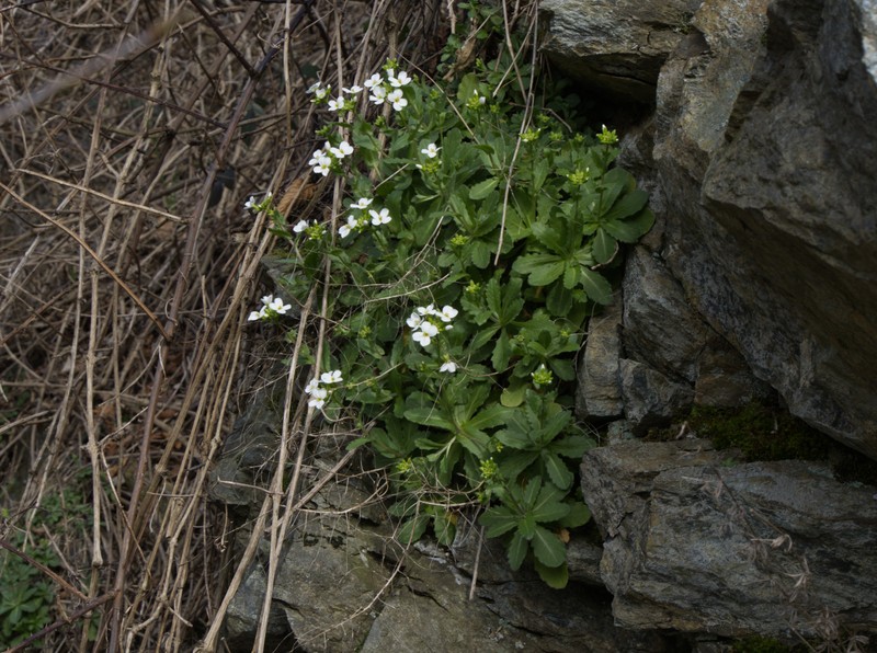Arabis dolichothrix photo 7
