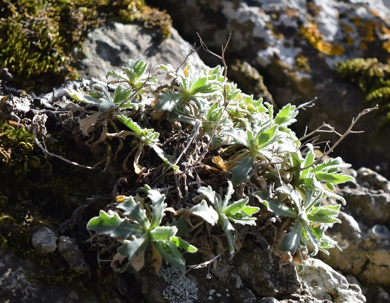 Arabis dolichothrix photo 8