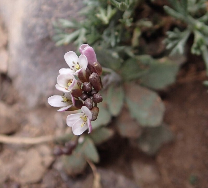 Arabis erubescens