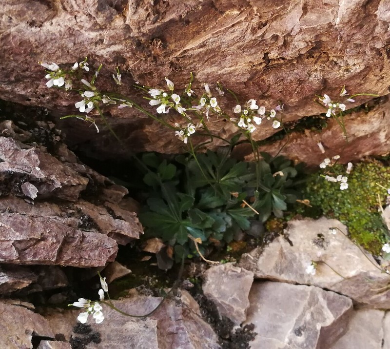 Arabis erubescens photo 2