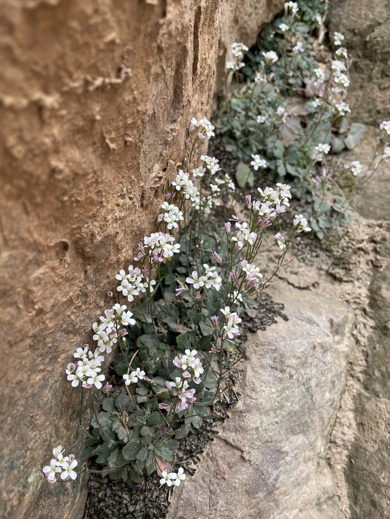 Arabis erubescens photo 3