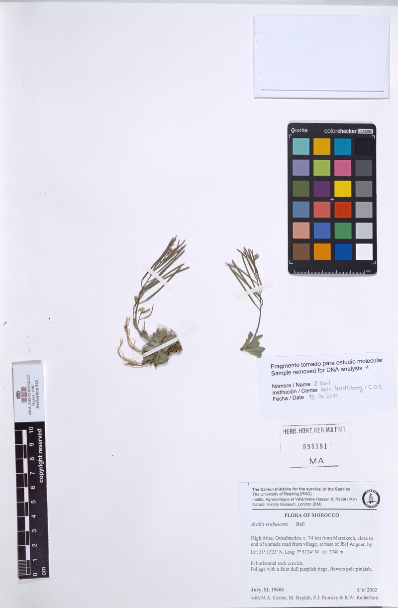 Arabis erubescens photo 4