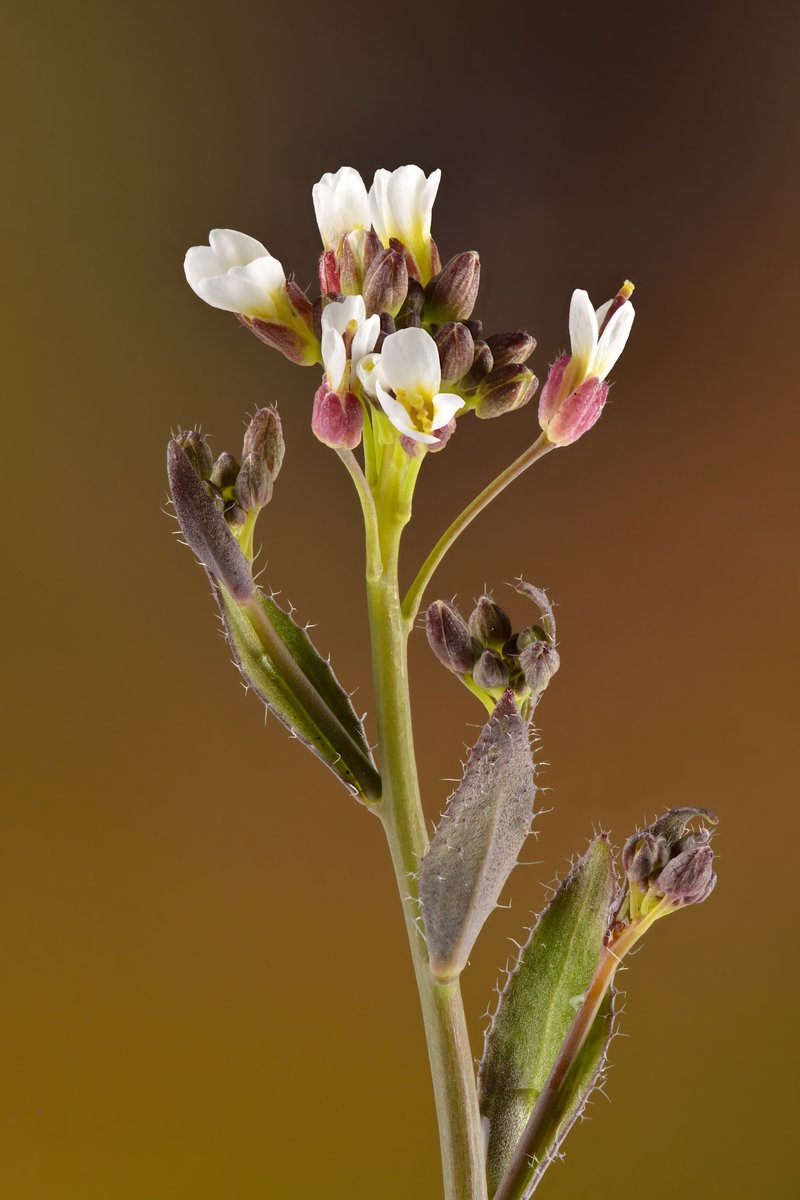 Eschscholtz's Hairy Rockcress
