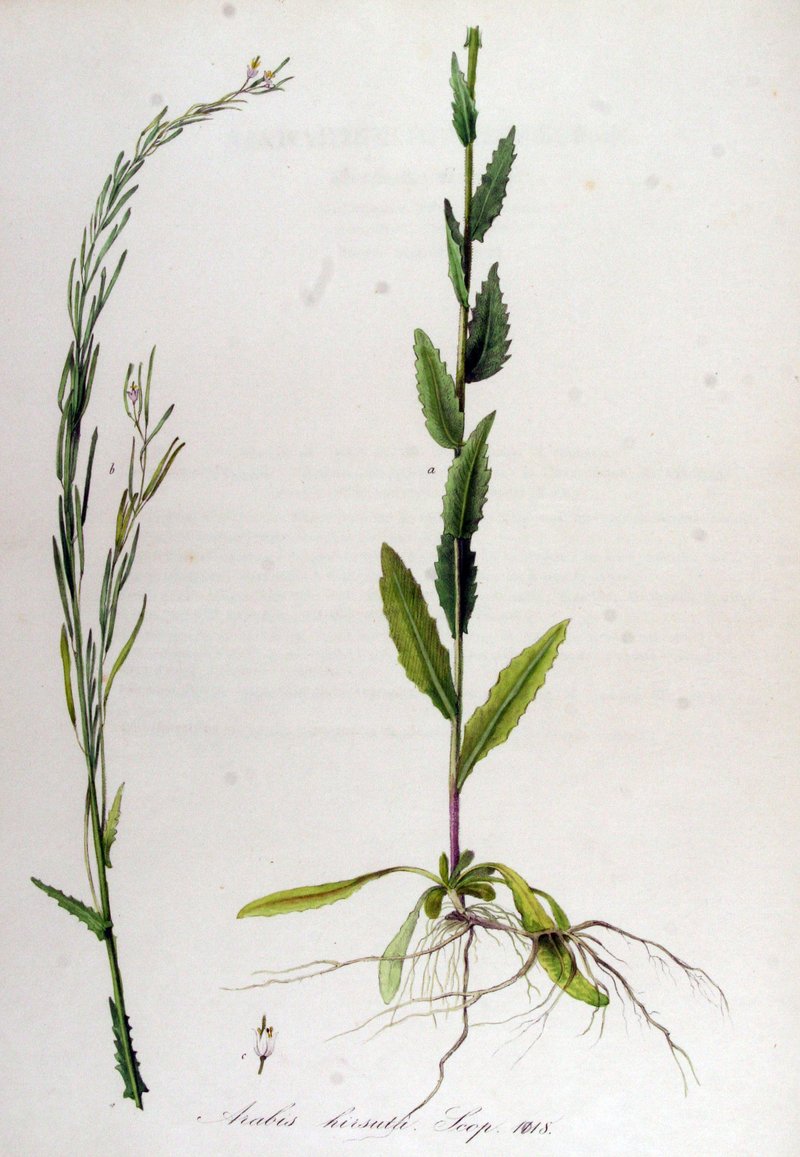 Eschscholtz's Hairy Rockcress photo 2