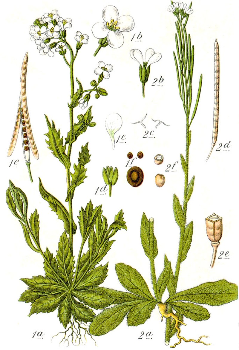 Eschscholtz's Hairy Rockcress photo 6