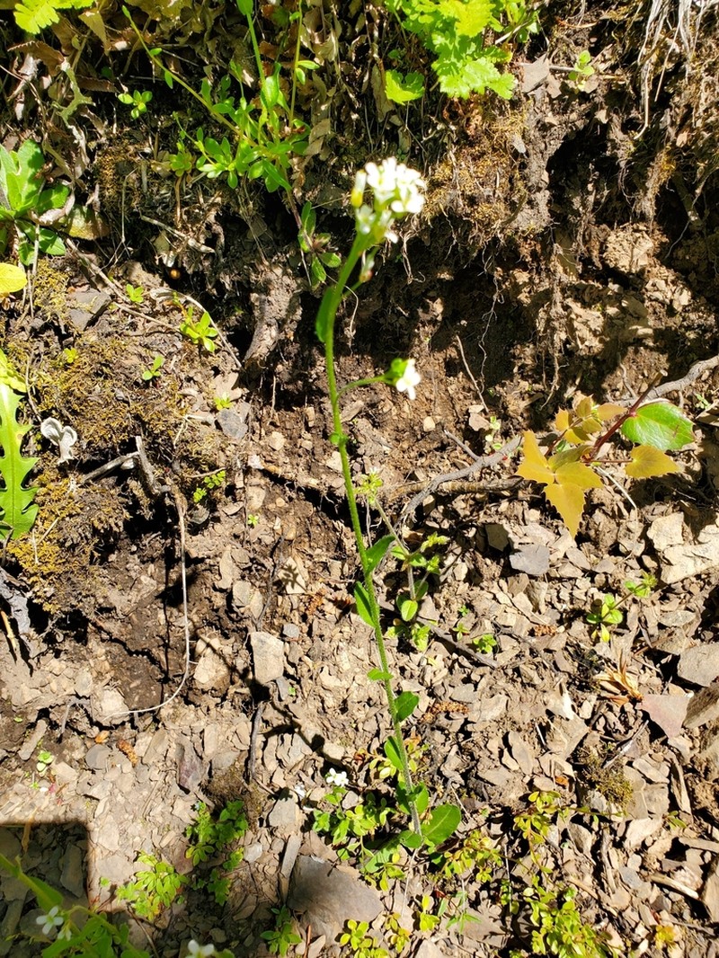 Eschscholtz's Hairy Rockcress photo 7