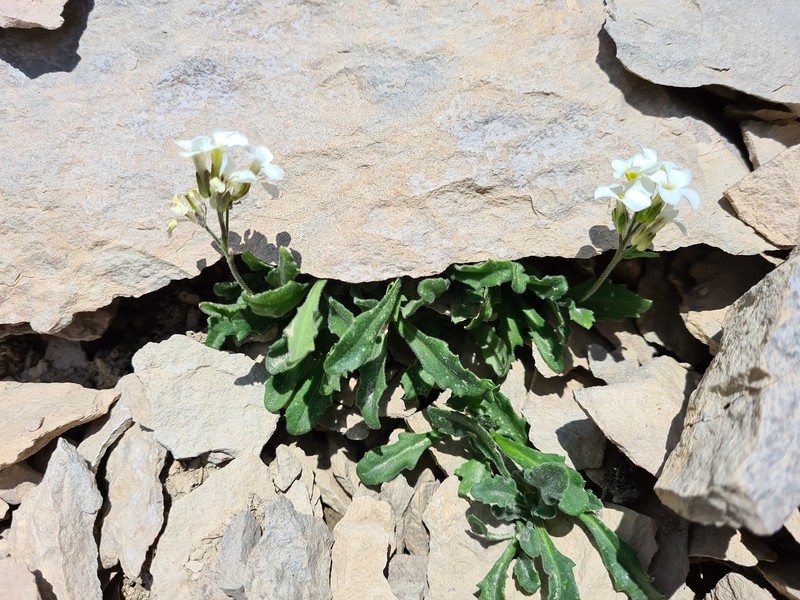 Arabis farinacea photo 5