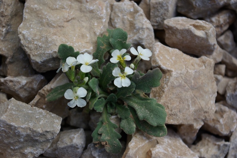 Arabis farinacea photo 7