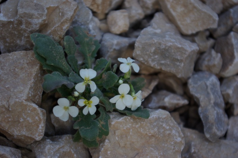Arabis farinacea photo 8