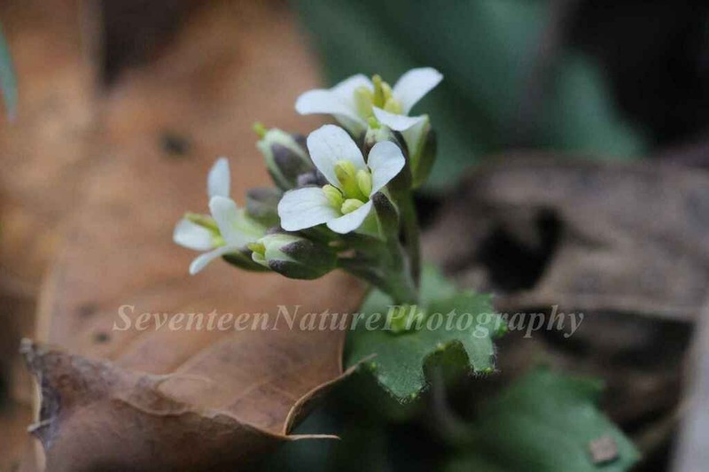 Arabis flagellosa