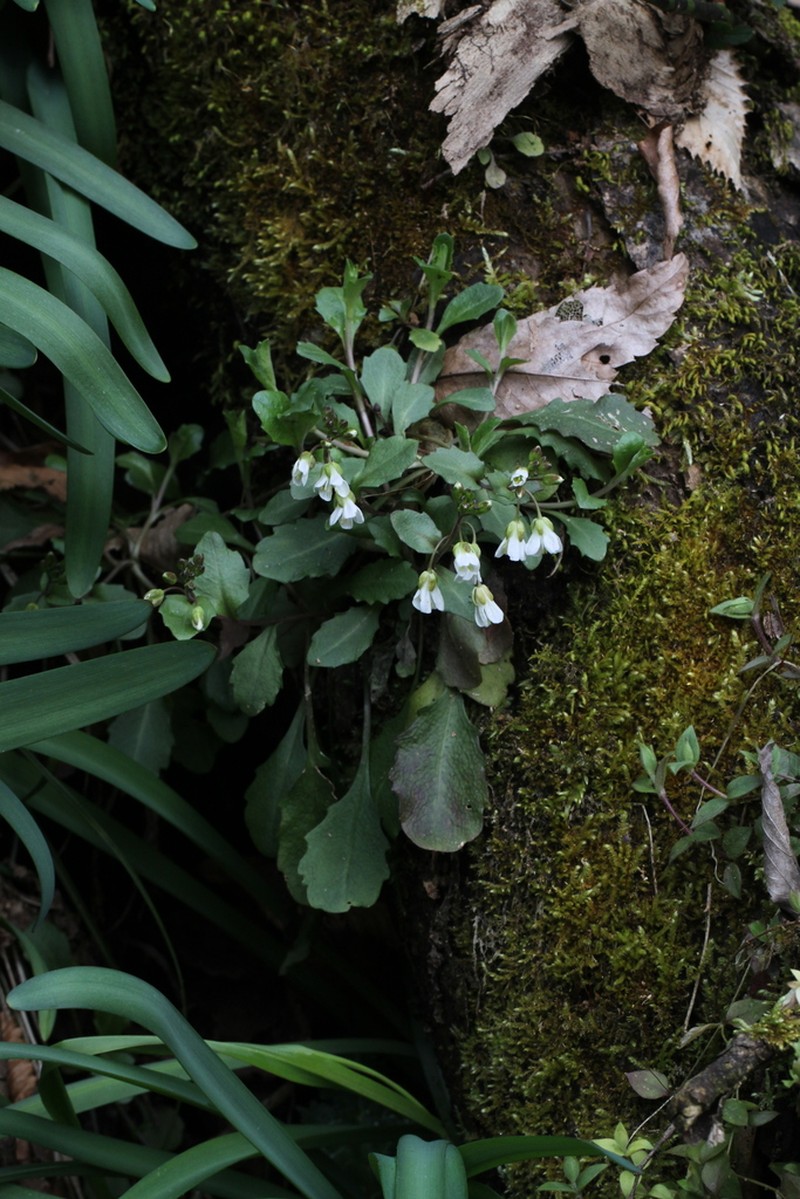 Arabis flagellosa photo 2