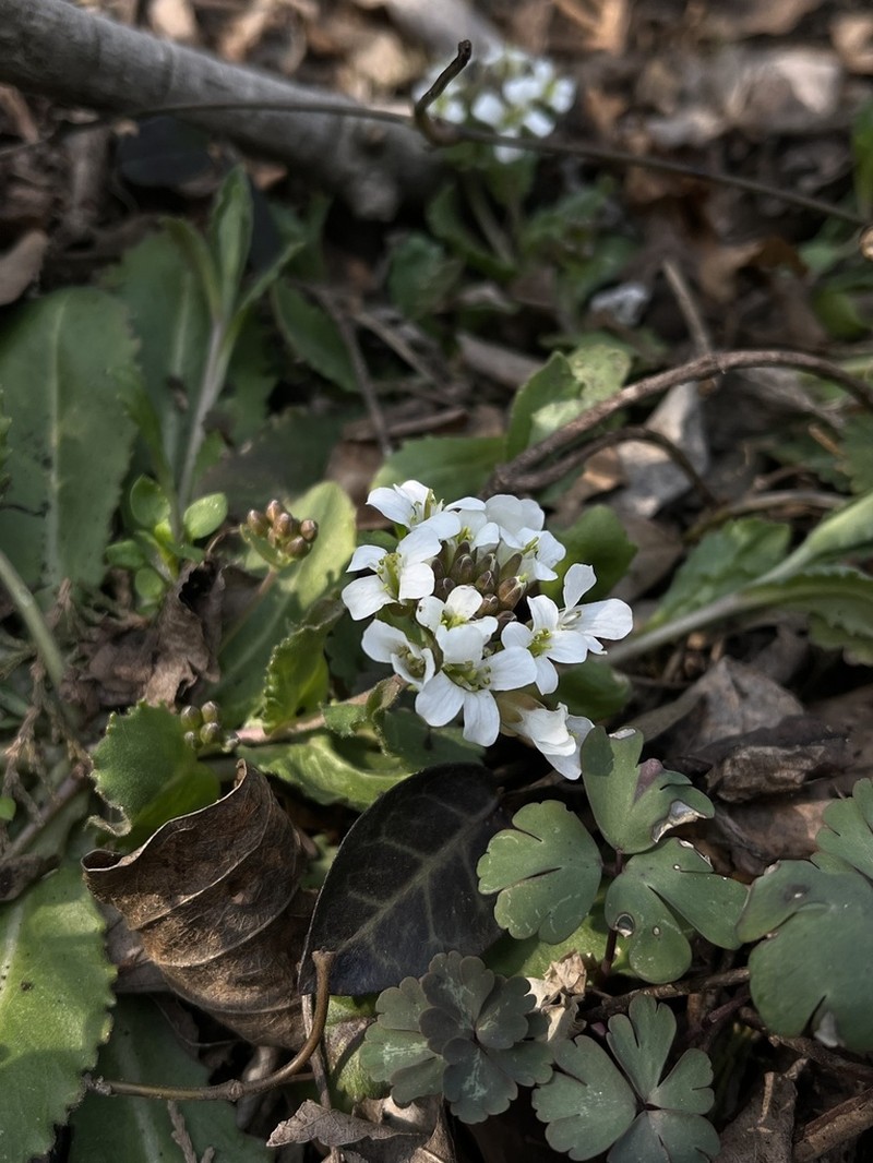 Arabis flagellosa photo 3