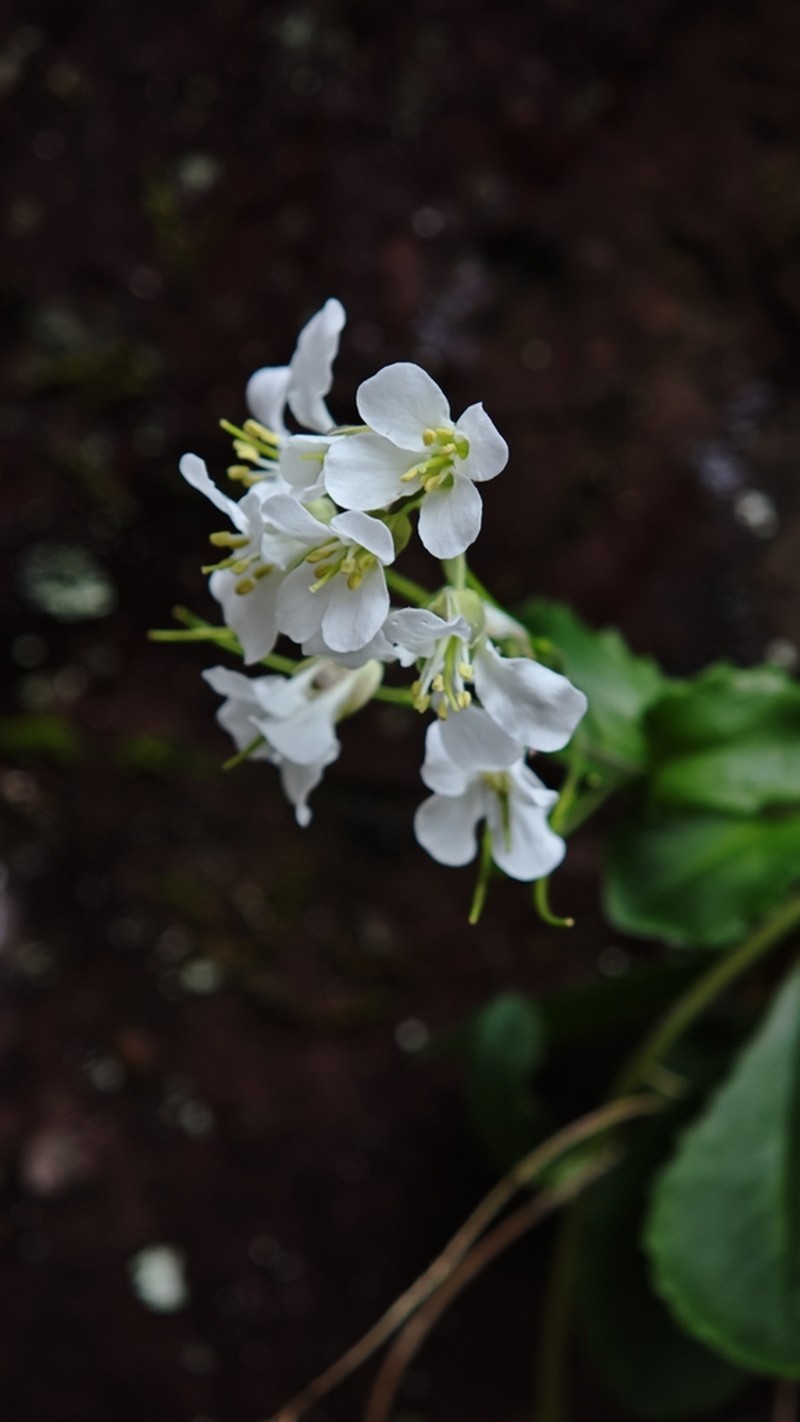 Arabis flagellosa photo 4