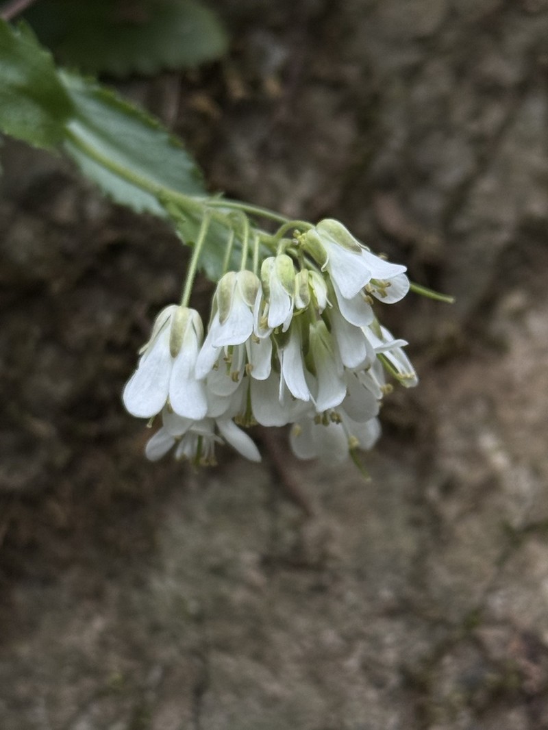 Arabis flagellosa photo 5