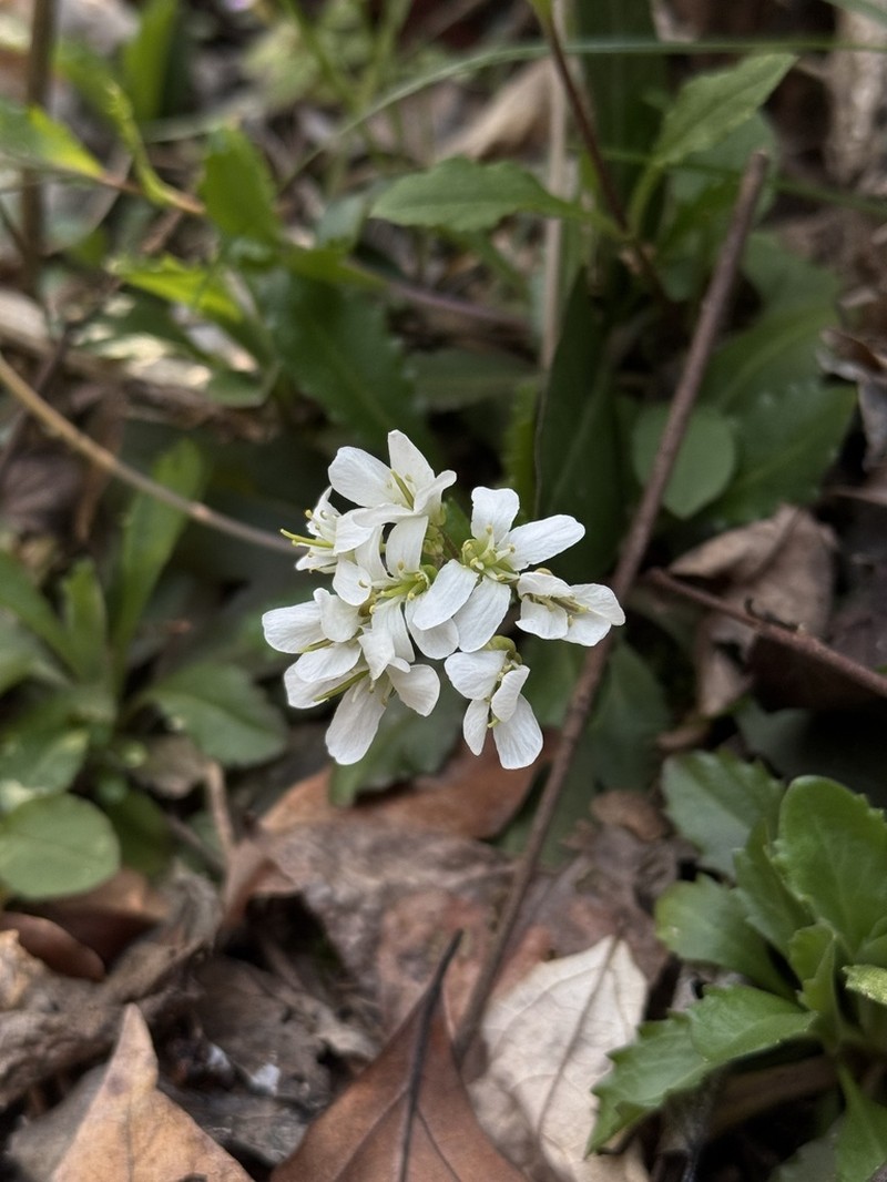 Arabis flagellosa photo 6