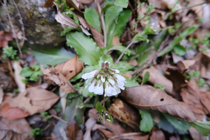 Arabis flagellosa photo 7