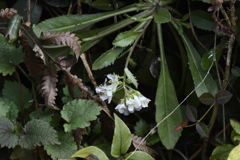 Arabis flagellosa photo 8