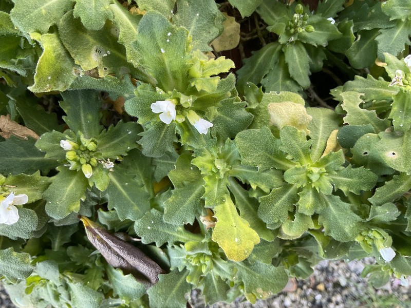Arabis flaviflora