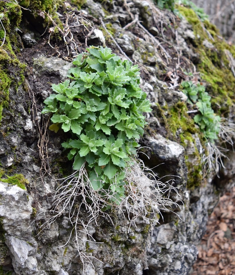 Arabis flaviflora photo 3