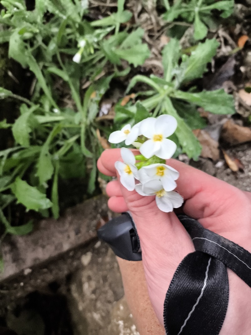 Arabis flaviflora photo 6