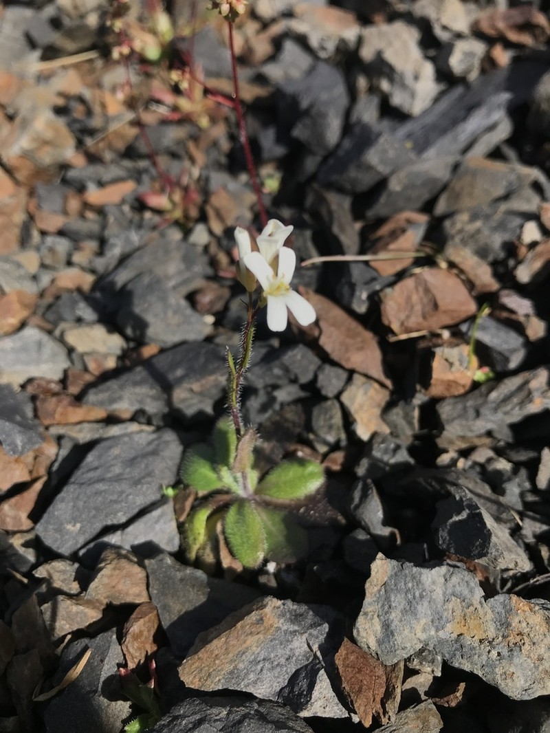 Columbia Gorge Rockcress