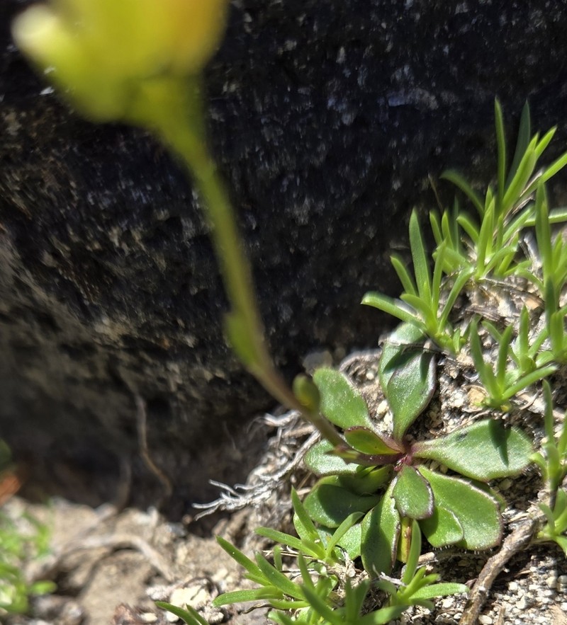 Columbia Gorge Rockcress photo 2