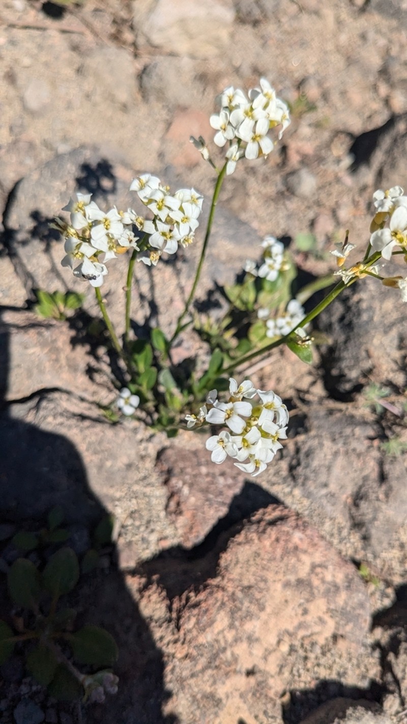 Columbia Gorge Rockcress photo 3