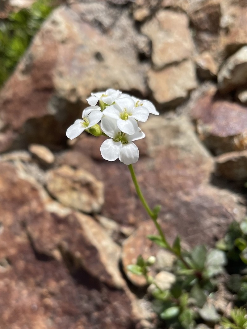 Columbia Gorge Rockcress photo 4