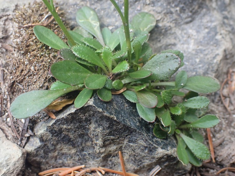 Columbia Gorge Rockcress photo 5