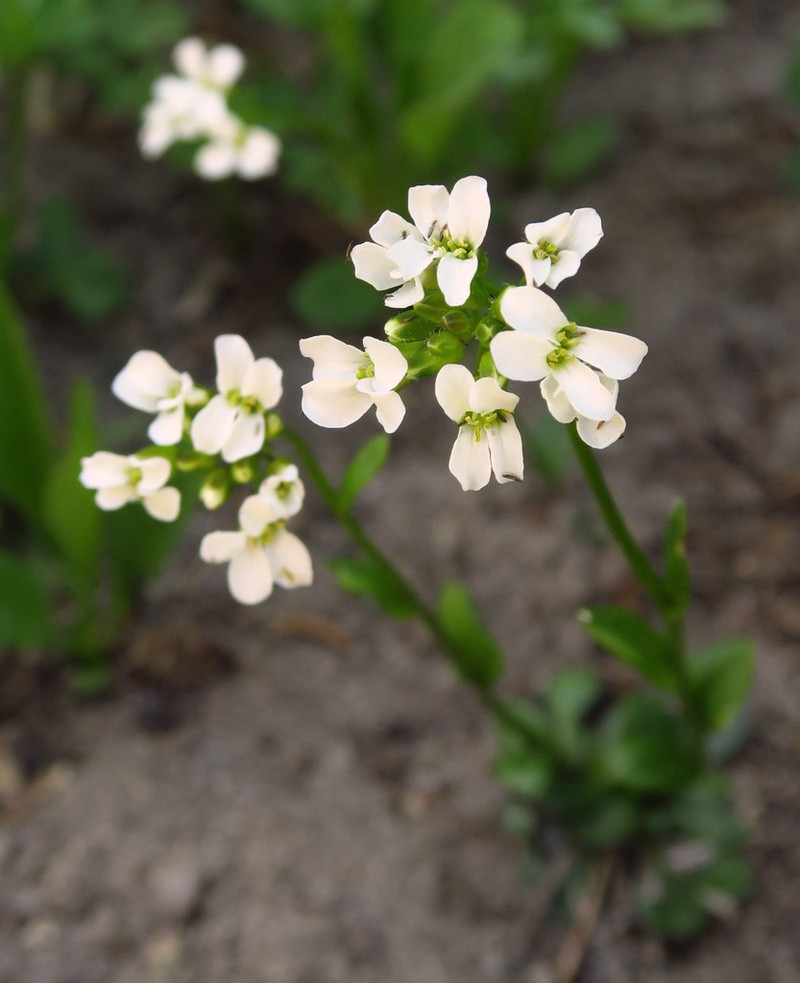 Columbia Gorge Rockcress photo 6