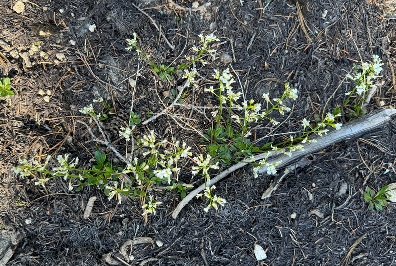 Columbia Gorge Rockcress photo 7
