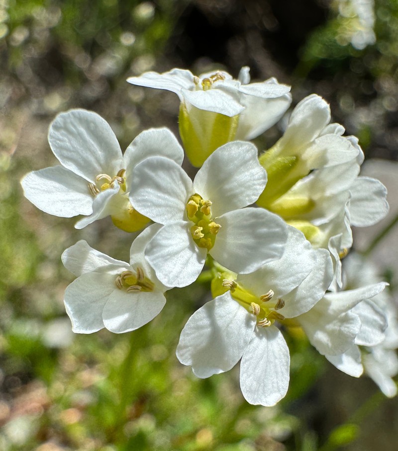 Columbia Gorge Rockcress photo 8