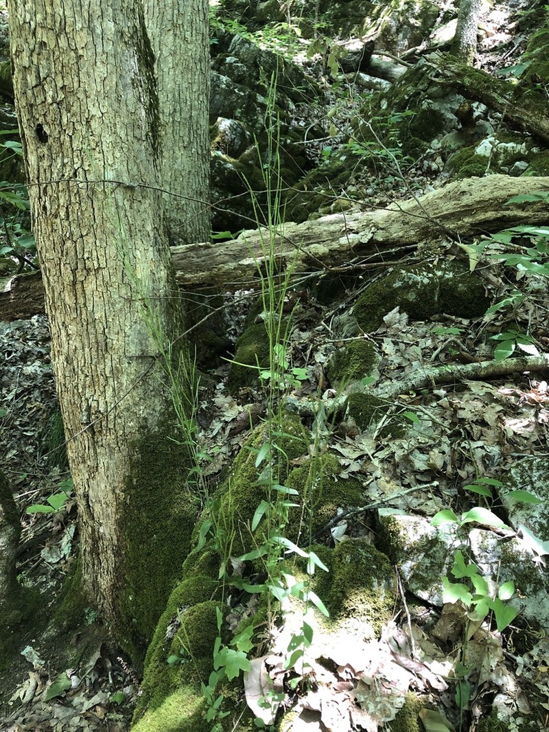 Georgia Rockcress