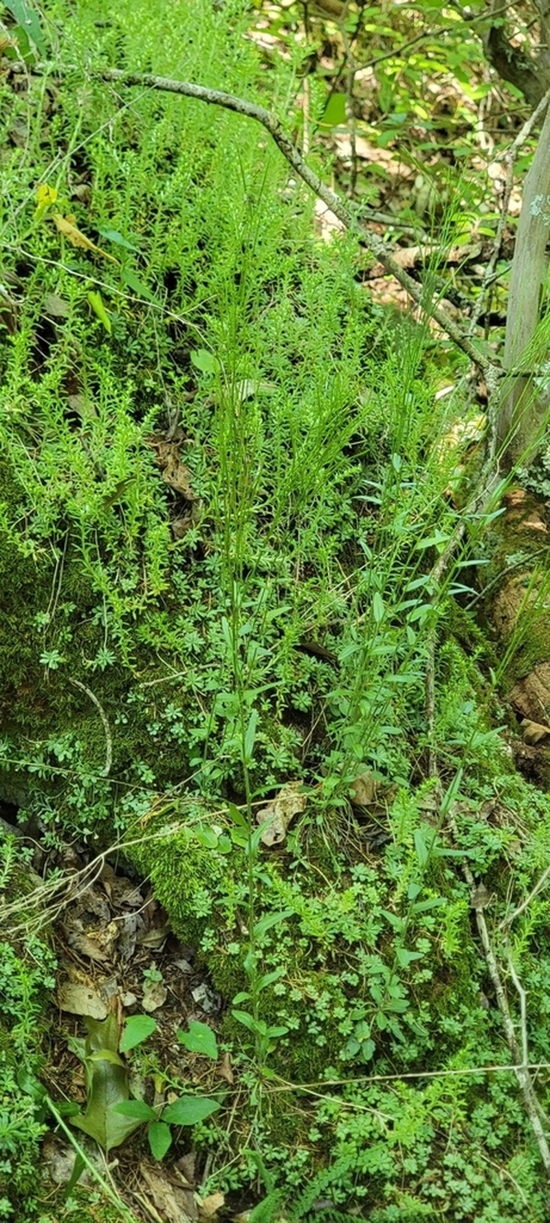 Georgia Rockcress photo 2